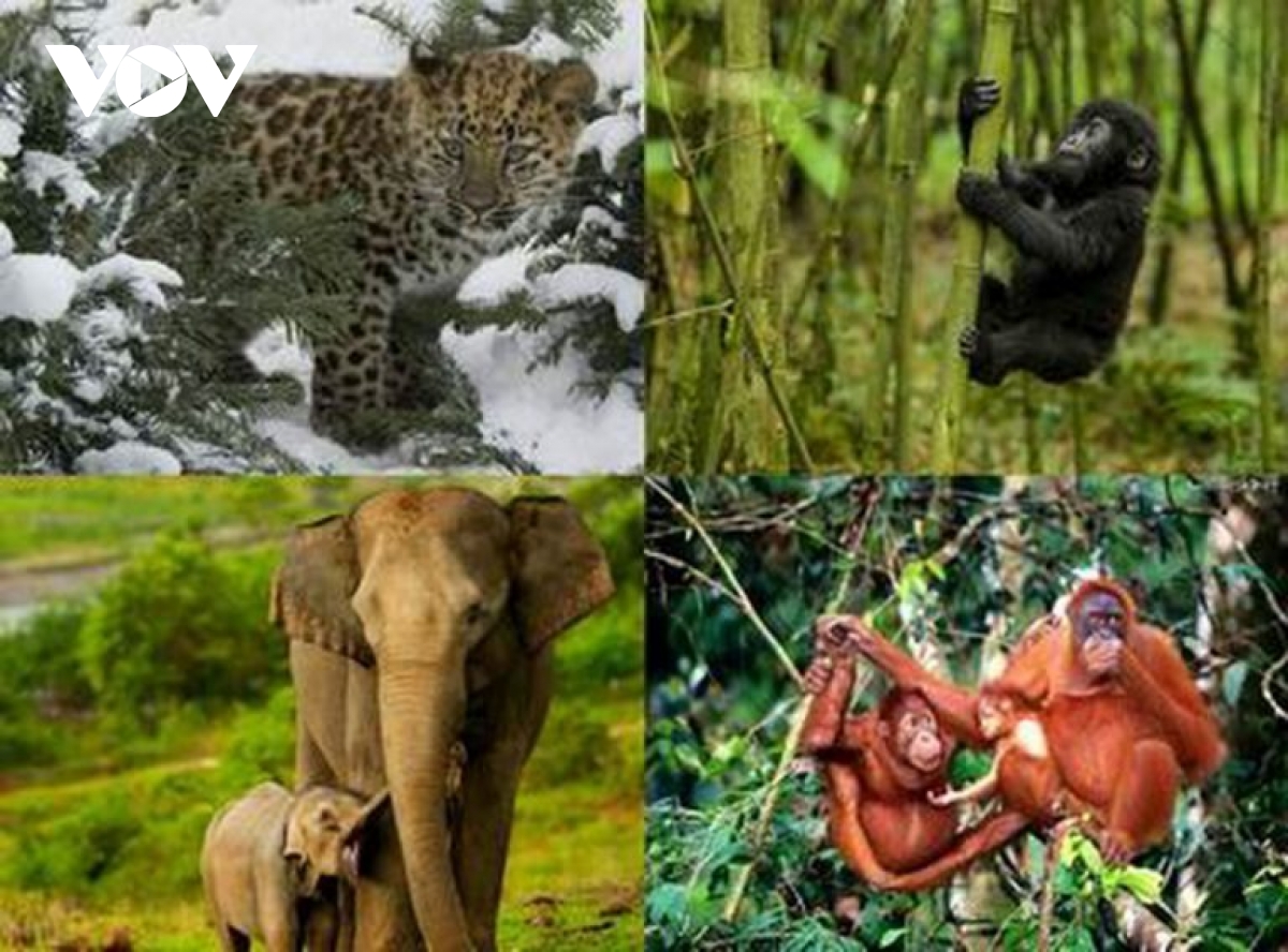 21 organisations and individuals to be honoured for contributions to wildlife conservation